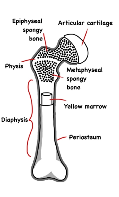 bone description